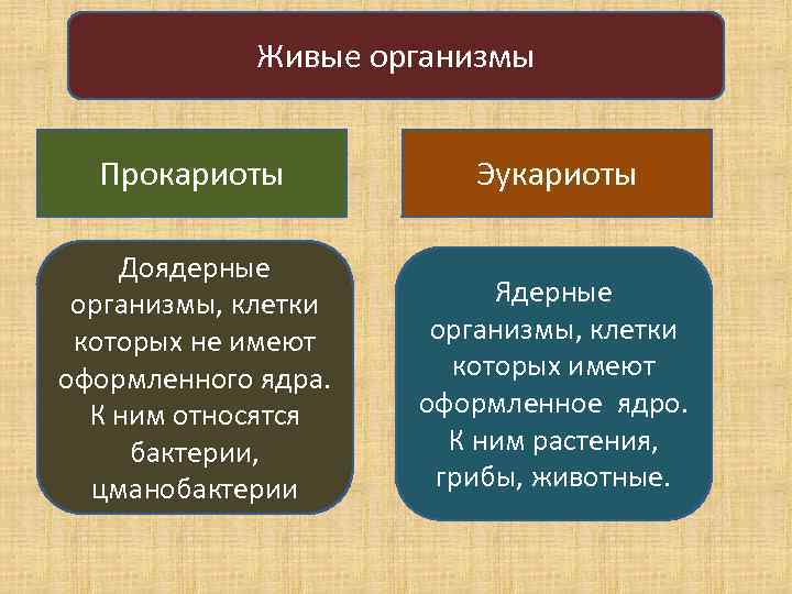 Понятие об организме биология