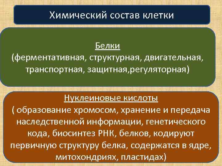 Химический состав клетки Белки (ферментативная, структурная, двигательная, транспортная, защитная, регуляторная) Нуклеиновые кислоты ( образование