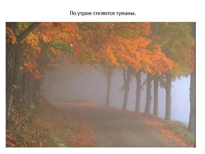 По утрам стелются туманы. 