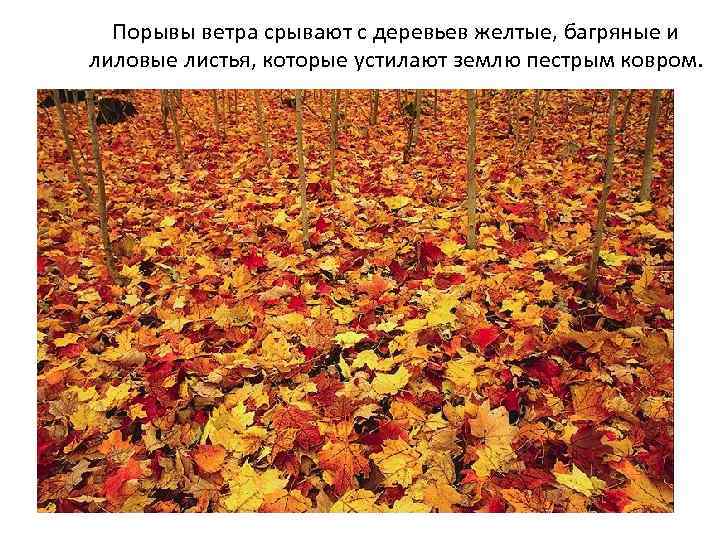 Порывы ветра срывают с деревьев желтые, багряные и лиловые листья, которые устилают землю пестрым