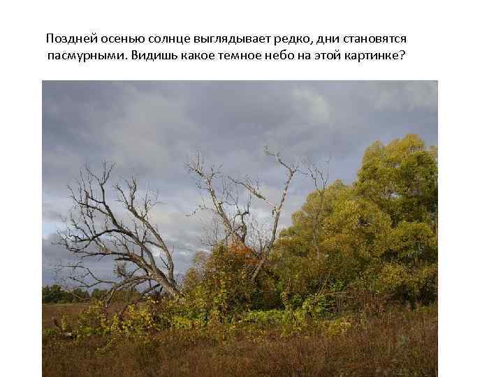 Поздней осенью солнце выглядывает редко, дни становятся пасмурными. Видишь какое темное небо на этой