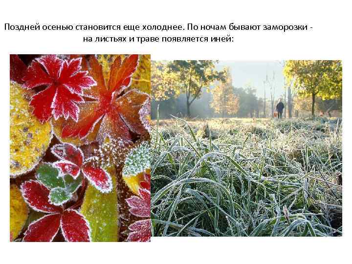 Поздней осенью становится еще холоднее. По ночам бывают заморозки на листьях и траве появляется