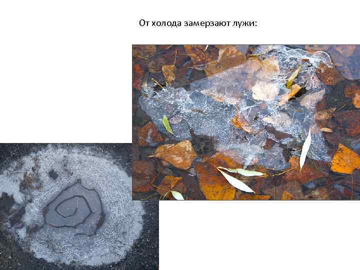 От холода замерзают лужи: 