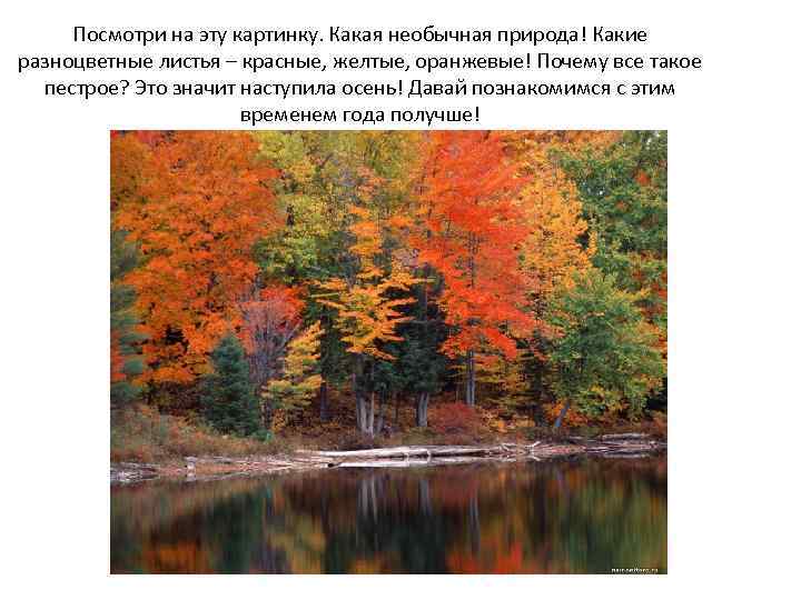 Посмотри на эту картинку. Какая необычная природа! Какие разноцветные листья – красные, желтые, оранжевые!