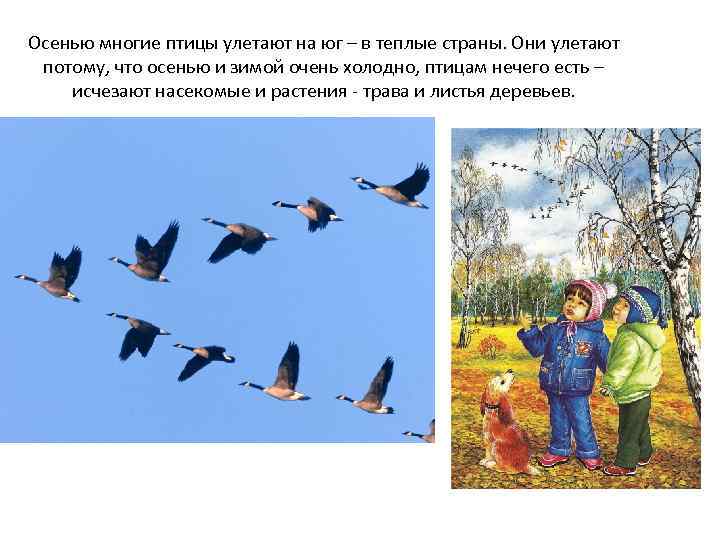 Осенью многие птицы улетают на юг – в теплые страны. Они улетают потому, что
