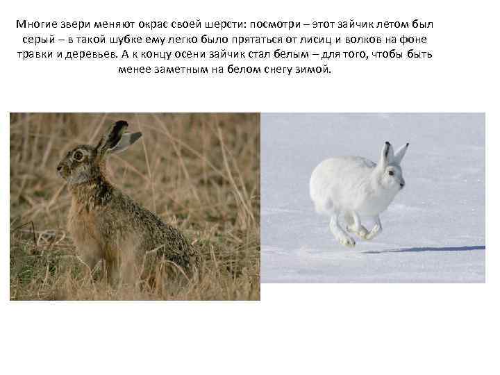 Многие звери меняют окрас своей шерсти: посмотри – этот зайчик летом был серый –