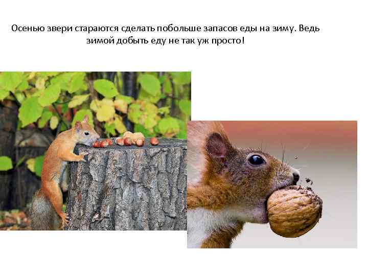 Осенью звери стараются сделать побольше запасов еды на зиму. Ведь зимой добыть еду не