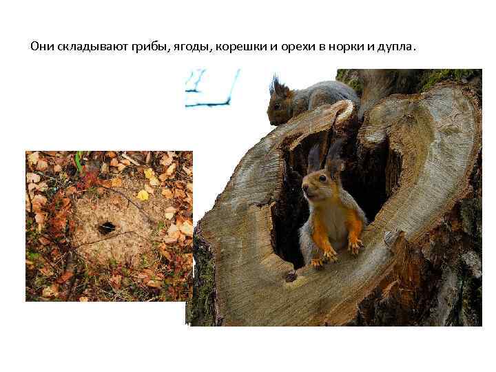 Они складывают грибы, ягоды, корешки и орехи в норки и дупла. 