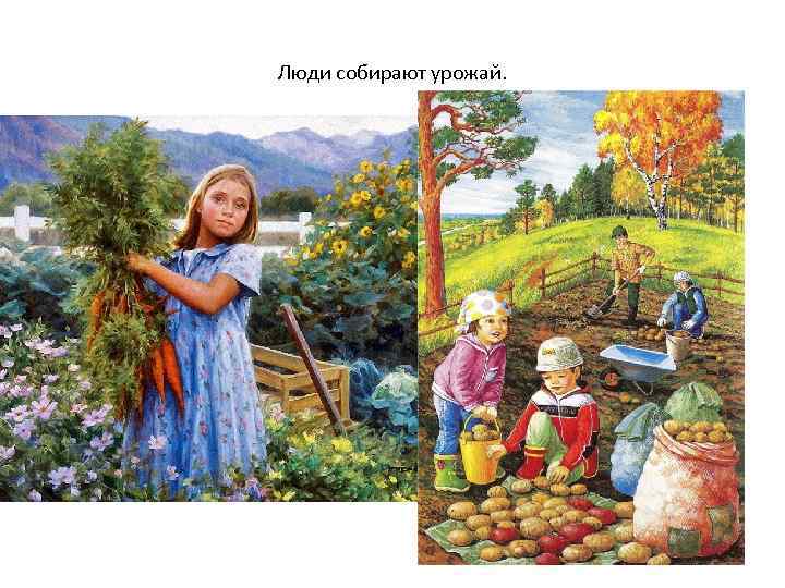 Люди собирают урожай. 