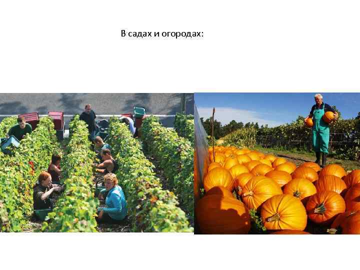 В садах и огородах: 