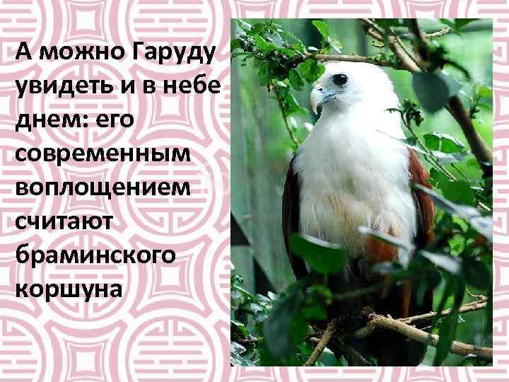 А можно Гаруду увидеть и в небе днем: его современным воплощением считают браминского коршуна