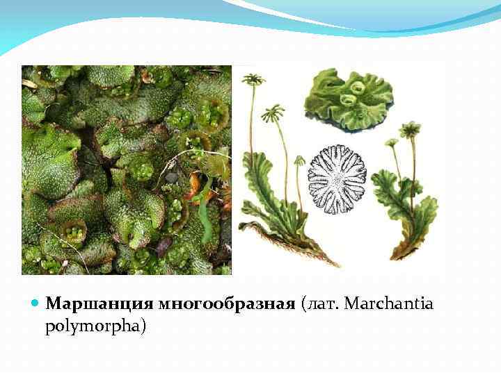  Маршанция многообразная (лат. Marchantia polymorpha) 