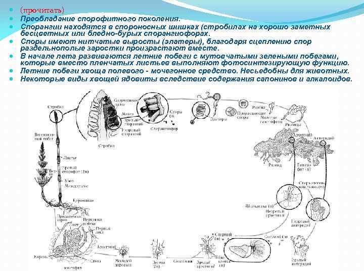  (прочитать) Преобладание спорофитного поколения. Спорангии находятся в спороносных шишках (стробилах на хорошо заметных