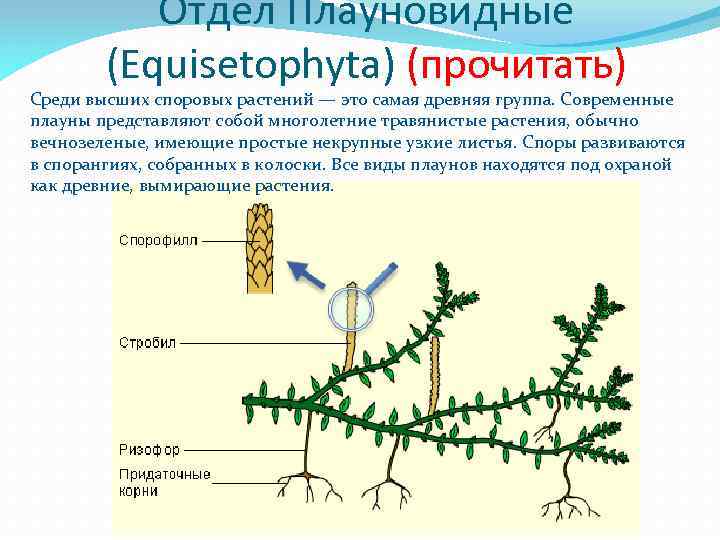 Отдел Плауновидные (Equisetophyta) (прочитать) Среди высших споровых растений — это самая древняя группа. Современные