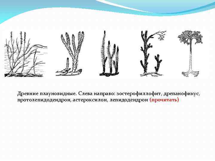 Древние плауновидные. Слева направо: зостерофиллофит, дрепанофикус, протолепидодендрон, астероксилон, лепидодендрон (прочитать) 
