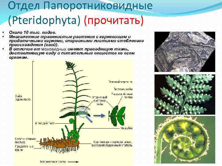 Отдел Папоротниковидные (Pteridophyta) (прочитать) • • • Около 10 тыс. видов. Многолетние травянистые растения