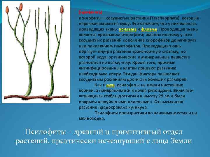 (прочитать) псилофиты – сосудистые растения (Tracheophyta), которые первыми вышли на сушу. Это означает, что