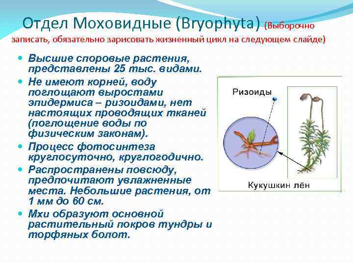 Отдел Моховидные (Bryophyta) (Выборочно записать, обязательно зарисовать жизненный цикл на следующем слайде) Высшие споровые