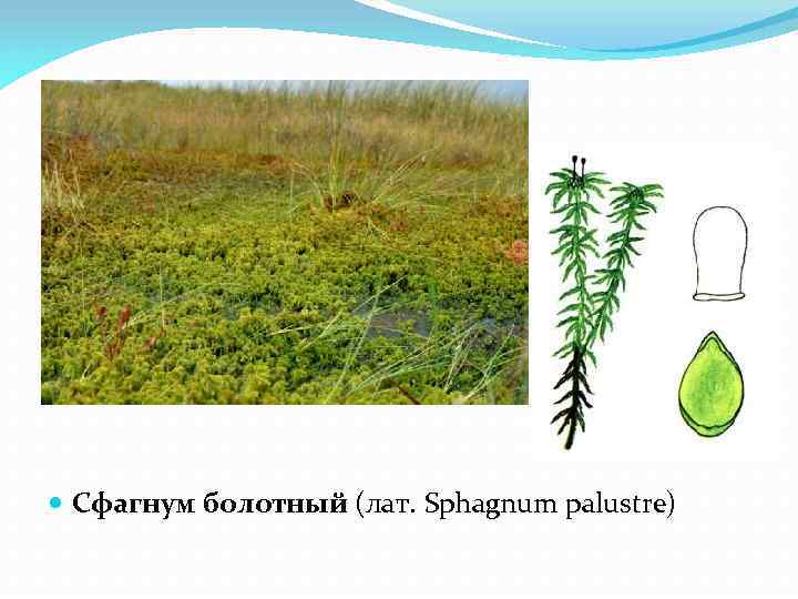  Сфагнум болотный (лат. Sphagnum palustre) 