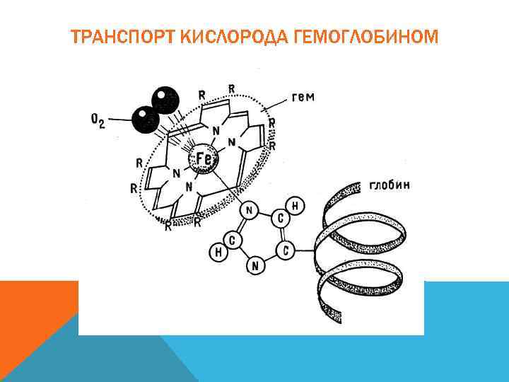 Транспорт кислорода. Перенос кислорода гемоглобином схема. Схема связывания газов гемоглобином. Транспорт кислорода гемоглобином. Механизм связывания гемоглобина с кислородом.