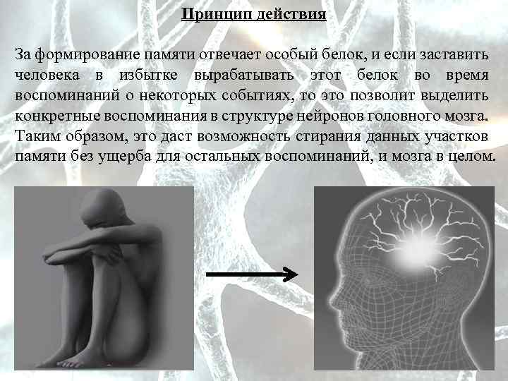 Принцип действия За формирование памяти отвечает особый белок, и если заставить человека в избытке