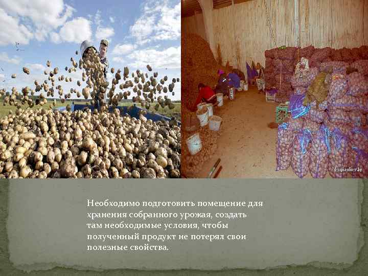Необходимо подготовить помещение для хранения собранного урожая, создать там необходимые условия, чтобы полученный продукт