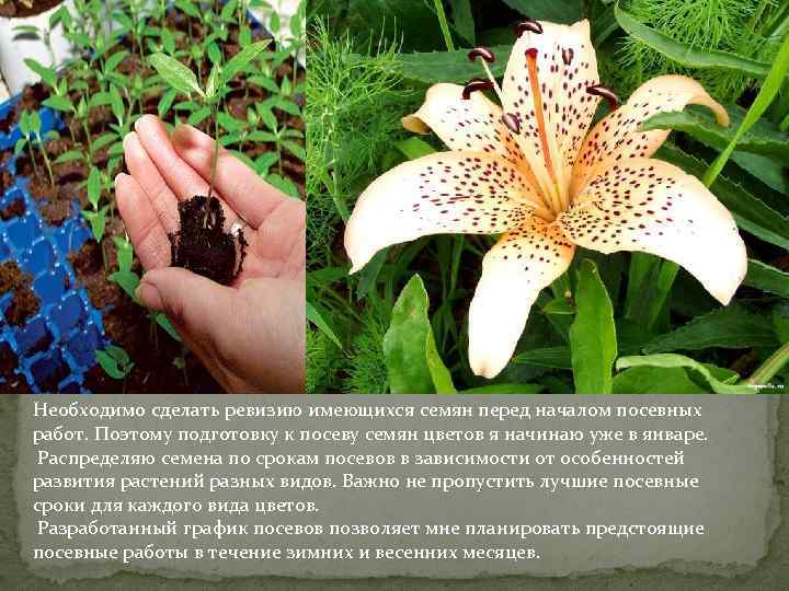 Необходимо сделать ревизию имеющихся семян перед началом посевных работ. Поэтому подготовку к посеву семян