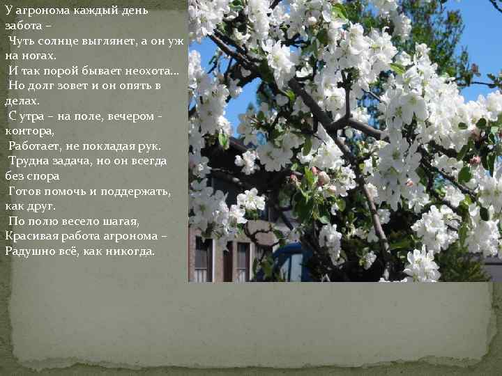 У агронома каждый день забота – Чуть солнце выглянет, а он уж на ногах.