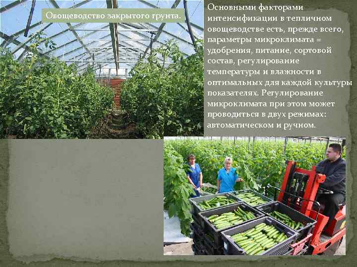 Овощеводство закрытого грунта. Основными факторами интенсификации в тепличном овощеводстве есть, прежде всего, параметры микроклимата