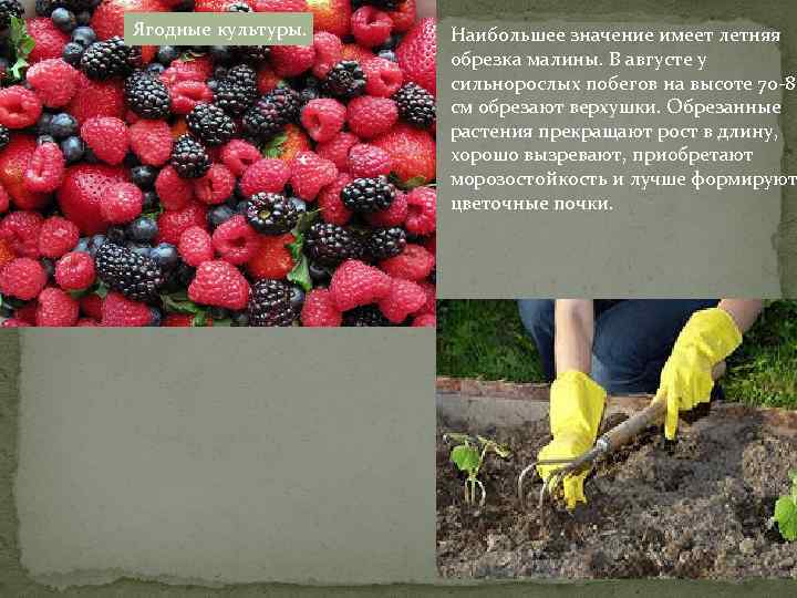 Ягодные культуры. Наибольшее значение имеет летняя обрезка малины. В августе у сильнорослых побегов на