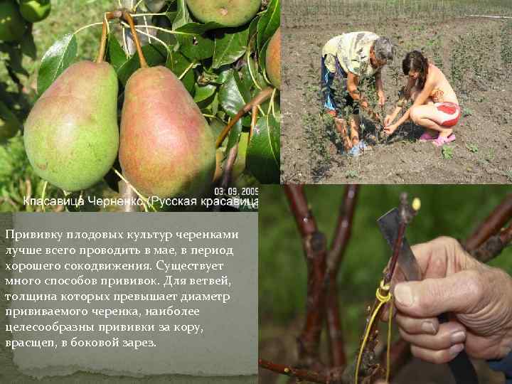 Прививку плодовых культур черенками лучше всего проводить в мае, в период хорошего сокодвижения. Существует