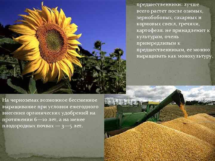 предшественники: лучше всего растет после озимых, зернобобовых, сахарных и кормовых свекл, гречихи, картофеля. не