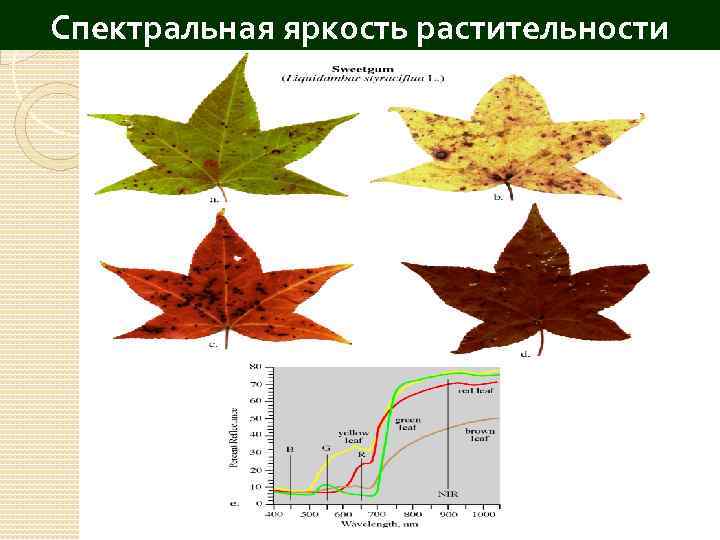 Спектральная яркость растительности 