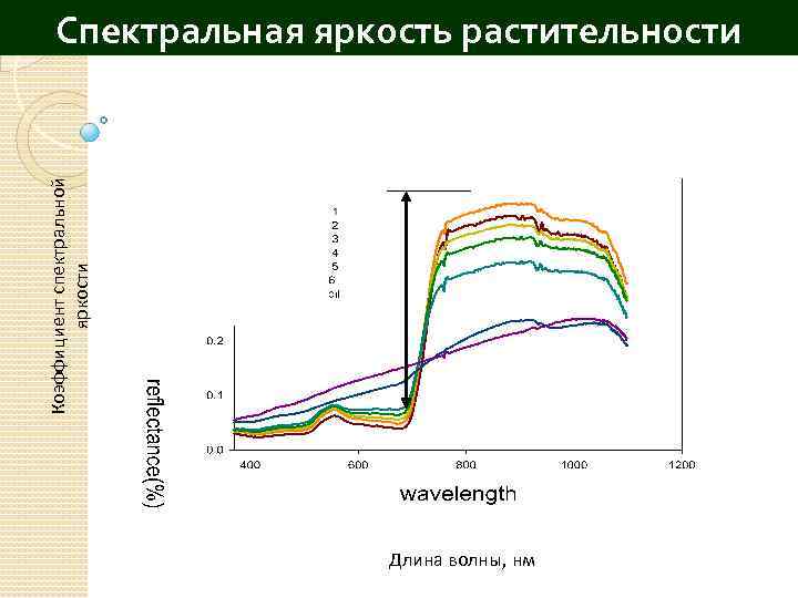 Коэффициент спектральной яркости Спектральная яркость растительности Длина волны, нм 