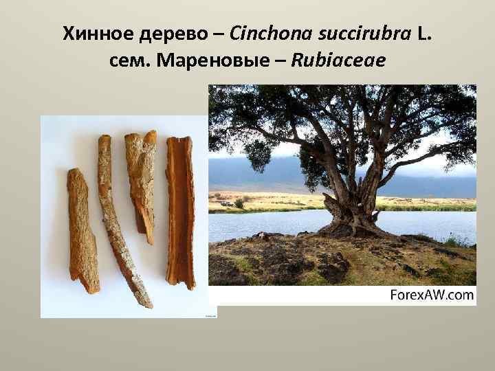 Хинное дерево – Cinchona succirubra L. сем. Мареновые – Rubiaceae 