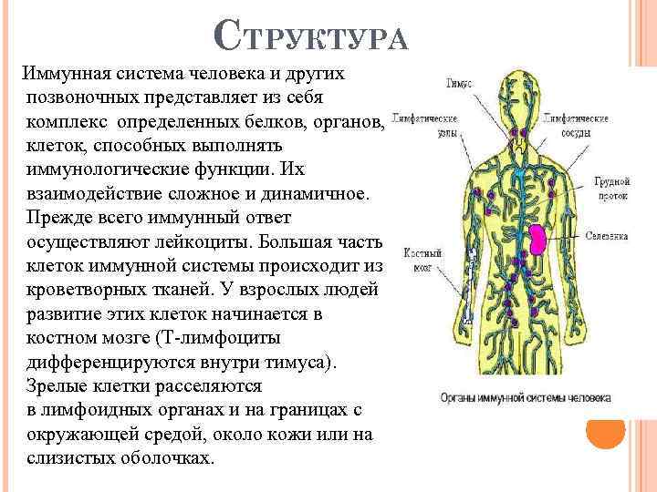 СТРУКТУРА Иммунная система человека и других позвоночных представляет из себя комплекс определенных белков, органов,