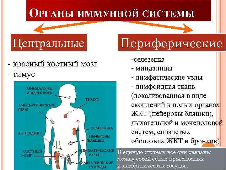 ОРГАНЫ ИММУННОЙ СИСТЕМЫ Центральные - красный костный мозг - тимус Периферические -селезенка - миндалины