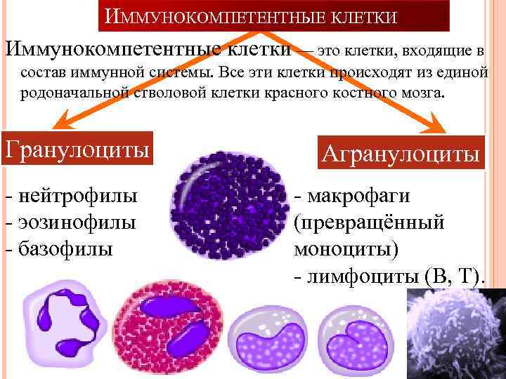 ИММУНОКОМПЕТЕНТНЫЕ КЛЕТКИ Иммунокомпетентные клетки — это клетки, входящие в состав иммунной системы. Все эти