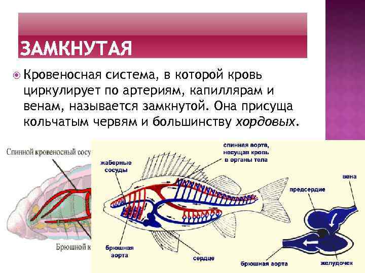 Сердце рыб состоит из камер. Кровеносная система у животных замкнутая или незамкнутая?. Схема незамкнутой кровеносной системы. Кровеносная система рыб.