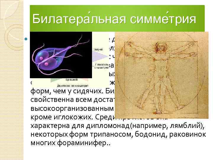 Билатера льная симме трия У животных появление двустороней симметрии в эволюции связано с ползанием