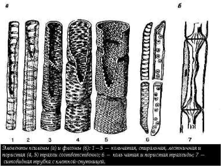 Элементы ксилемы и флоэмы. Трахеиды ксилемы. Трахеиды ткани растений. Ситовидные трубки и трахеиды. Трахеиды и ситовидные клетки.