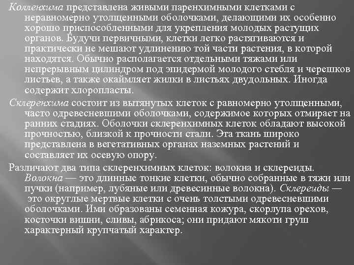 Колленхима представлена живыми паренхимными клетками с неравномерно утолщенными оболочками, делающими их особенно хорошо приспособленными