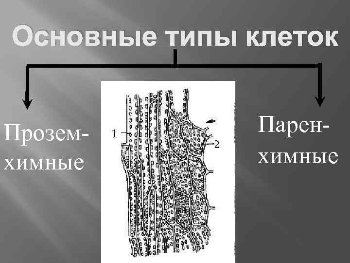 Основные типы клеток Проземхимные Паренхимные 