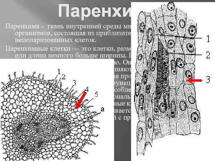 Паренхима - ткань внутренней среды многоклеточных организмов, состоящая из приблизительно одинаковых неполяризованных клеток. Паренхимные