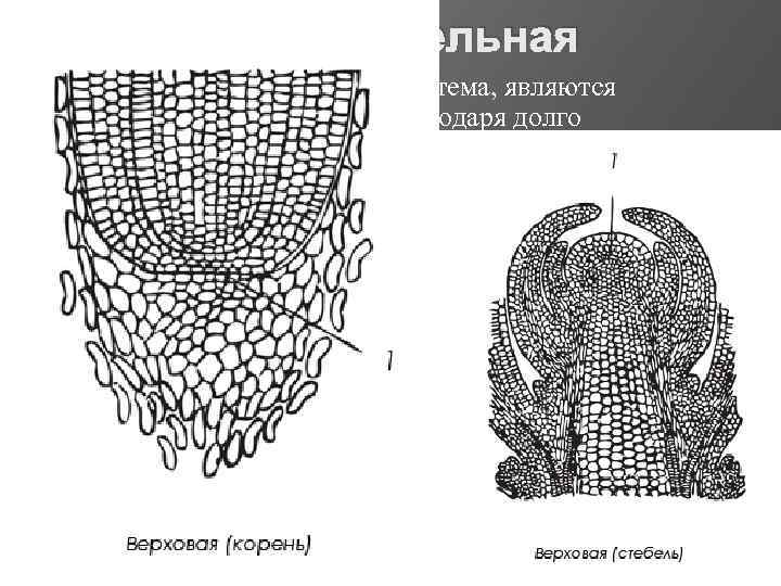 Образовательные ткани растений рисунок