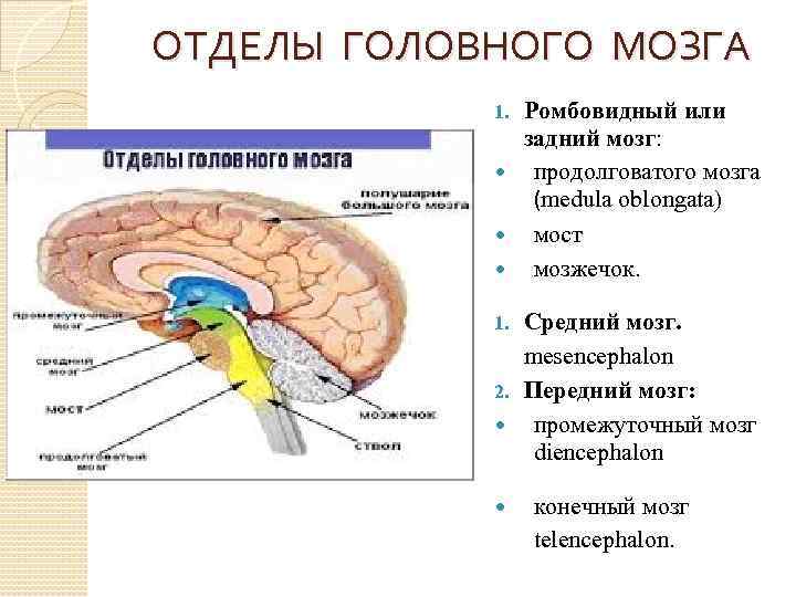 ОТДЕЛЫ ГОЛОВНОГО МОЗГА Ромбовидный или задний мозг: продолговатого мозга (medula oblongata) мост мозжечок. 1.