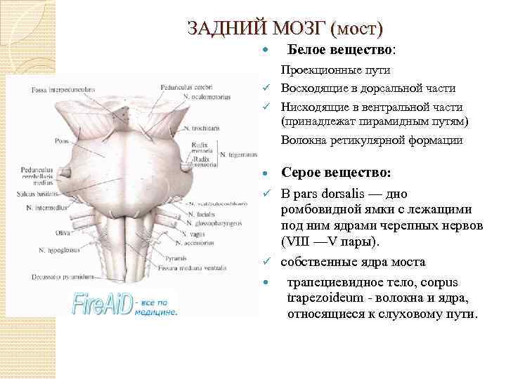 ЗАДНИЙ МОЗГ (мост) Белое вещество: Проекционные пути Восходящие в дорсальной части Нисходящие в вентральной