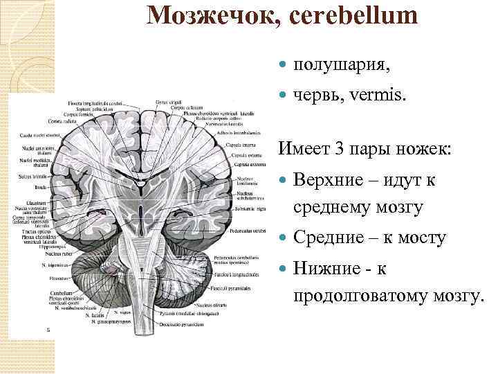 Мозжечок, cerebellum полушария, червь, vermis. Имеет 3 пары ножек: Верхние – идут к среднему