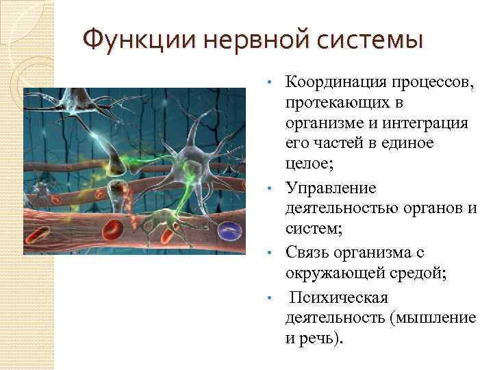 Функции нервной системы Координация процессов, протекающих в организме и интеграция его частей в единое