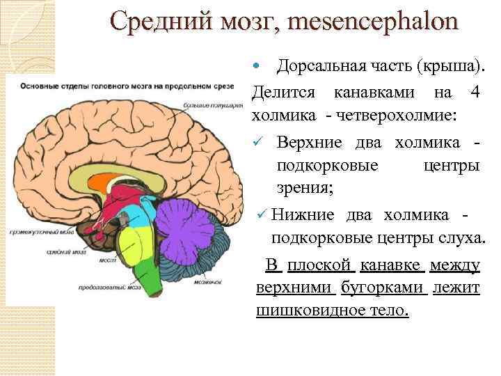 Средний мозг, mesencephalon Дорсальная часть (крыша). Делится канавками на 4 холмика - четверохолмие: Верхние